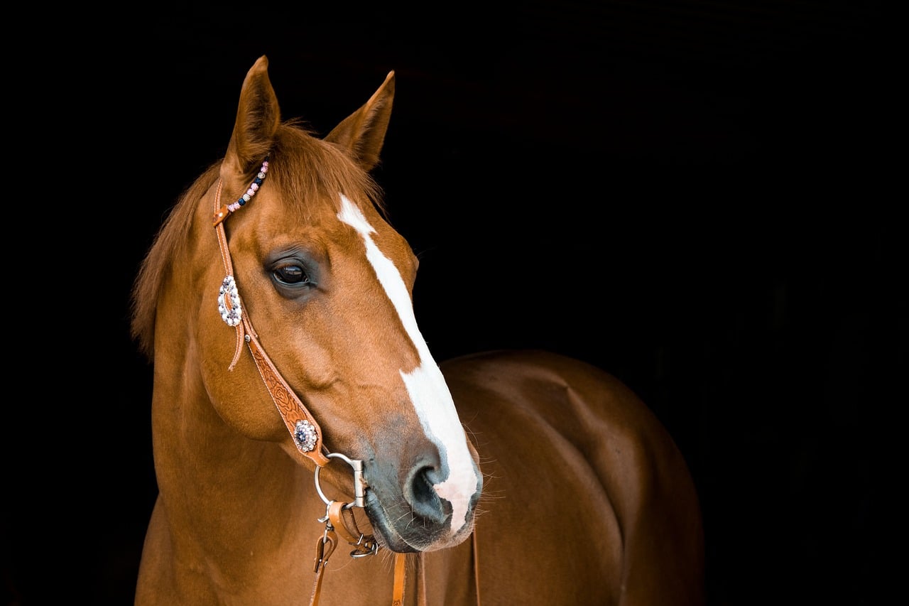 Murieta Equestrian Center